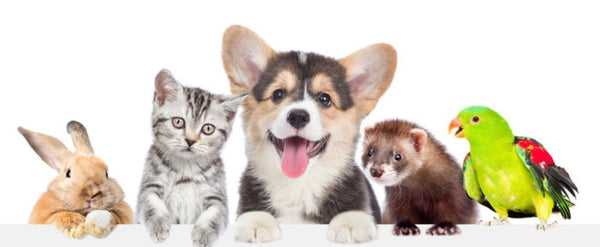 Which wax melts are non-toxic and are wax melts safe for pets?